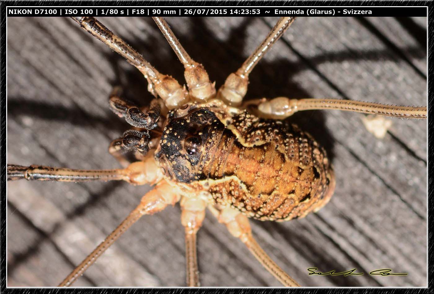 Mitopus morio (Phalangiidae)  - Ennenda (Svizzera)